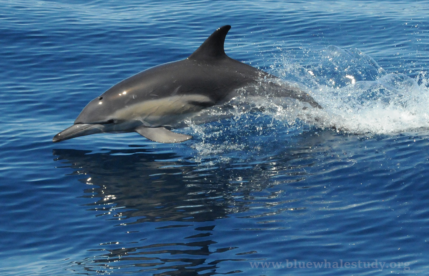 Common dolphin leap